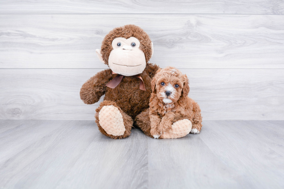 Cavapoo Pup Being Cute