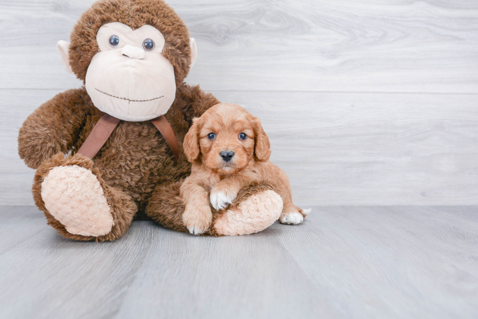 Cavapoo Puppy for Adoption