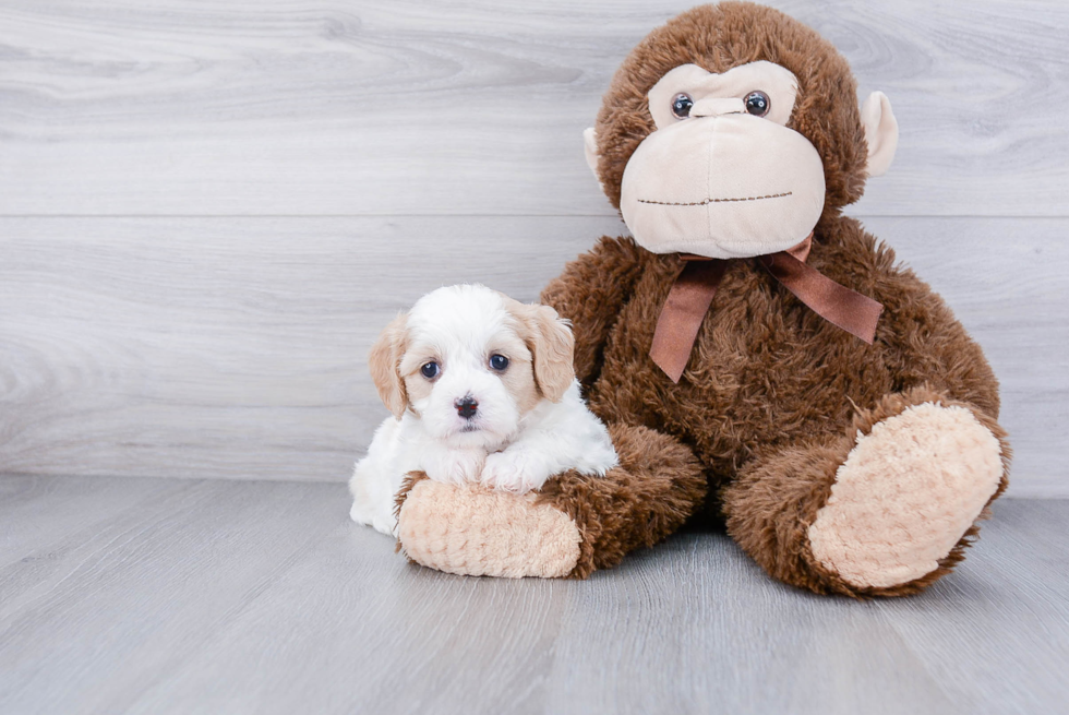 Adorable Cavalier Designer Puppy