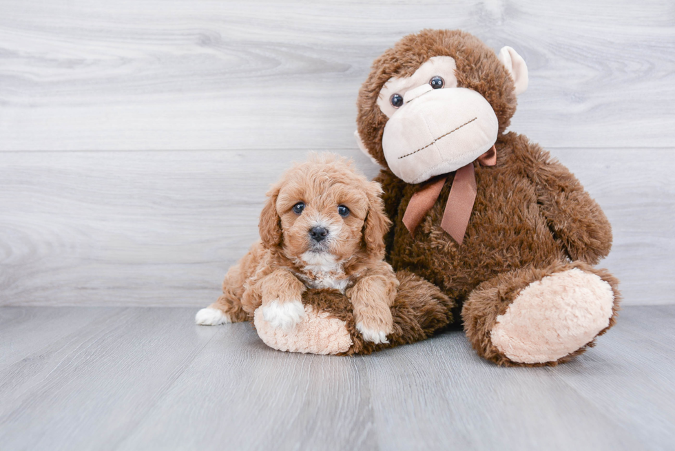 Cavapoo Pup Being Cute