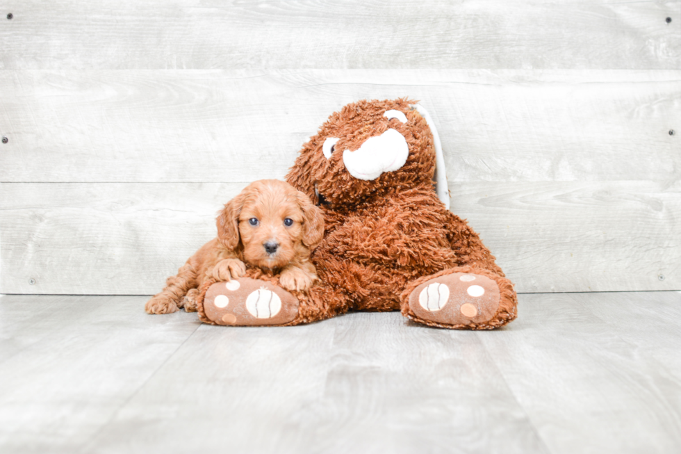 Cute Cavapoo Baby