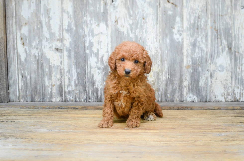 Mini Goldendoodle Puppy for Adoption