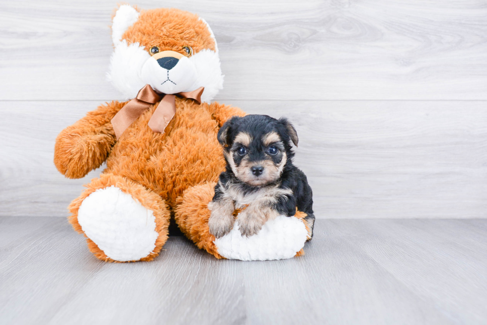 Morkie Puppy for Adoption