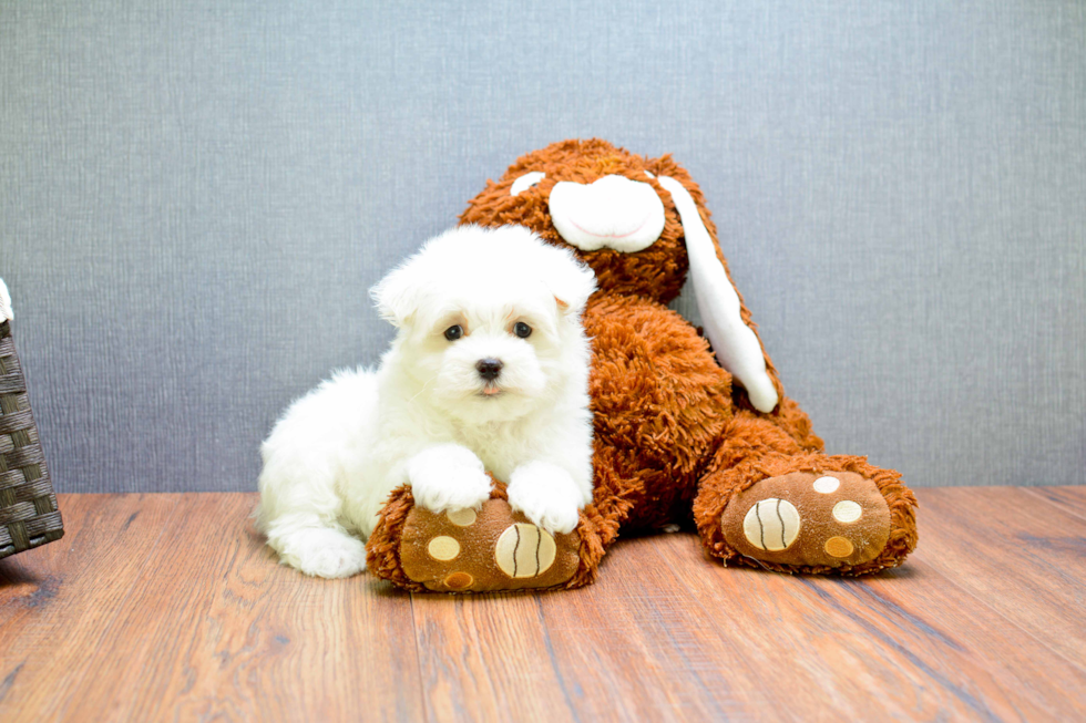 Adorable Maltese Purebred Puppy