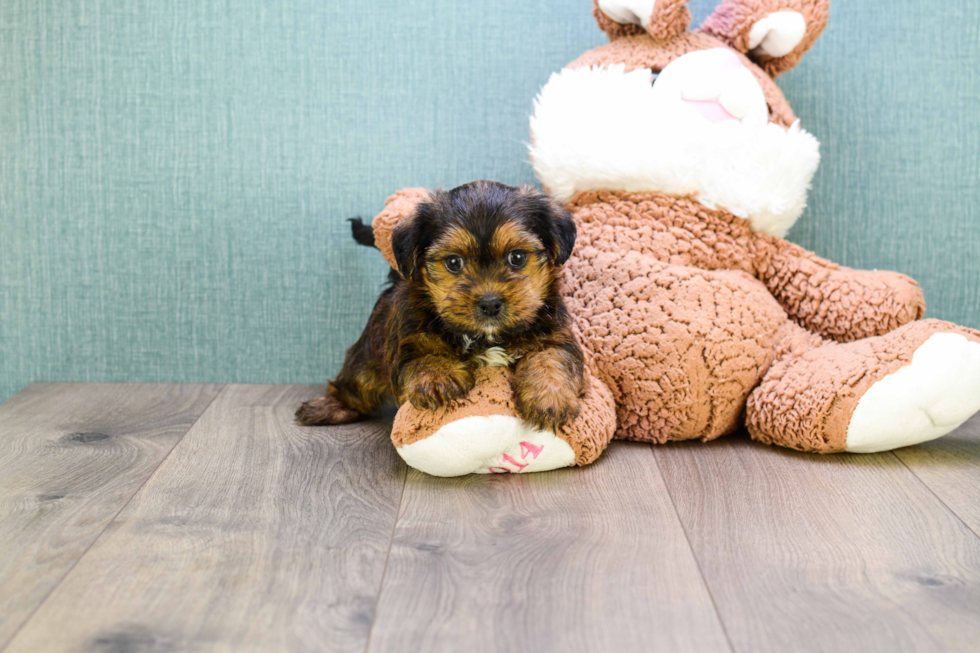 Happy Shorkie Baby