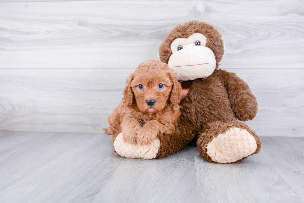 Best Cavapoo Baby