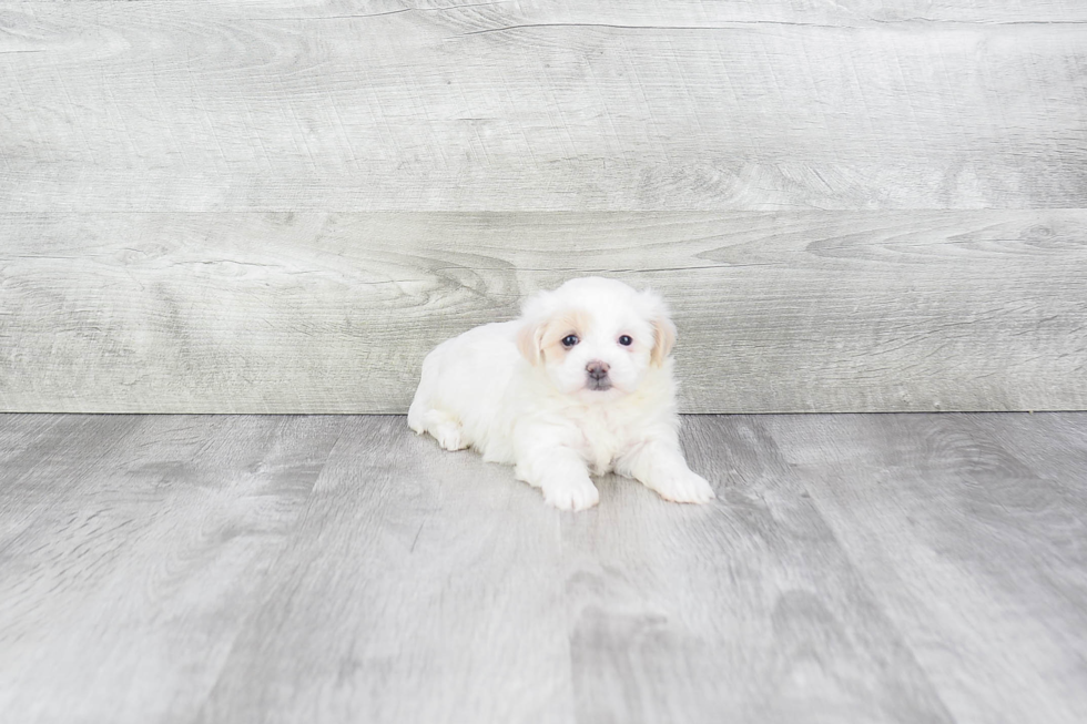 Best Maltipoo Baby