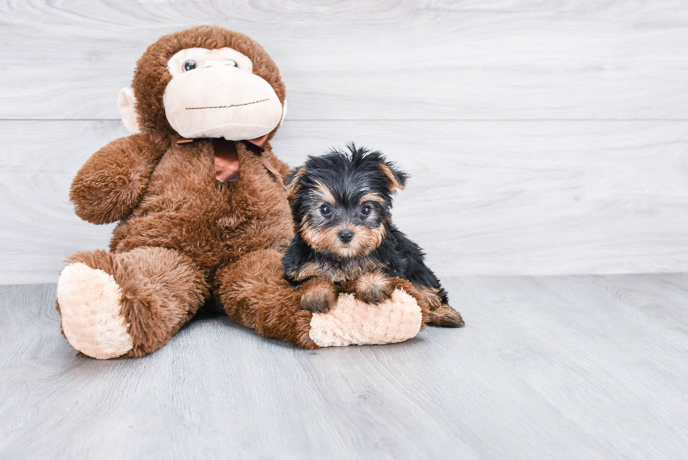 Meet Twinkle - our Yorkshire Terrier Puppy Photo 