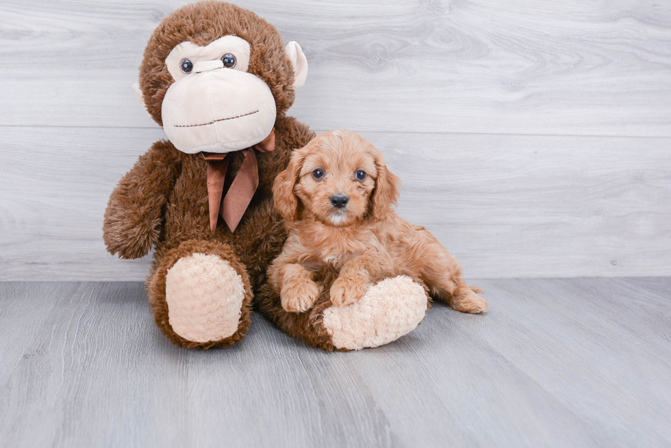 Adorable Cavoodle Poodle Mix Puppy