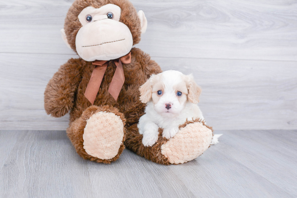 Small Cavalier King Charles Spaniel Baby