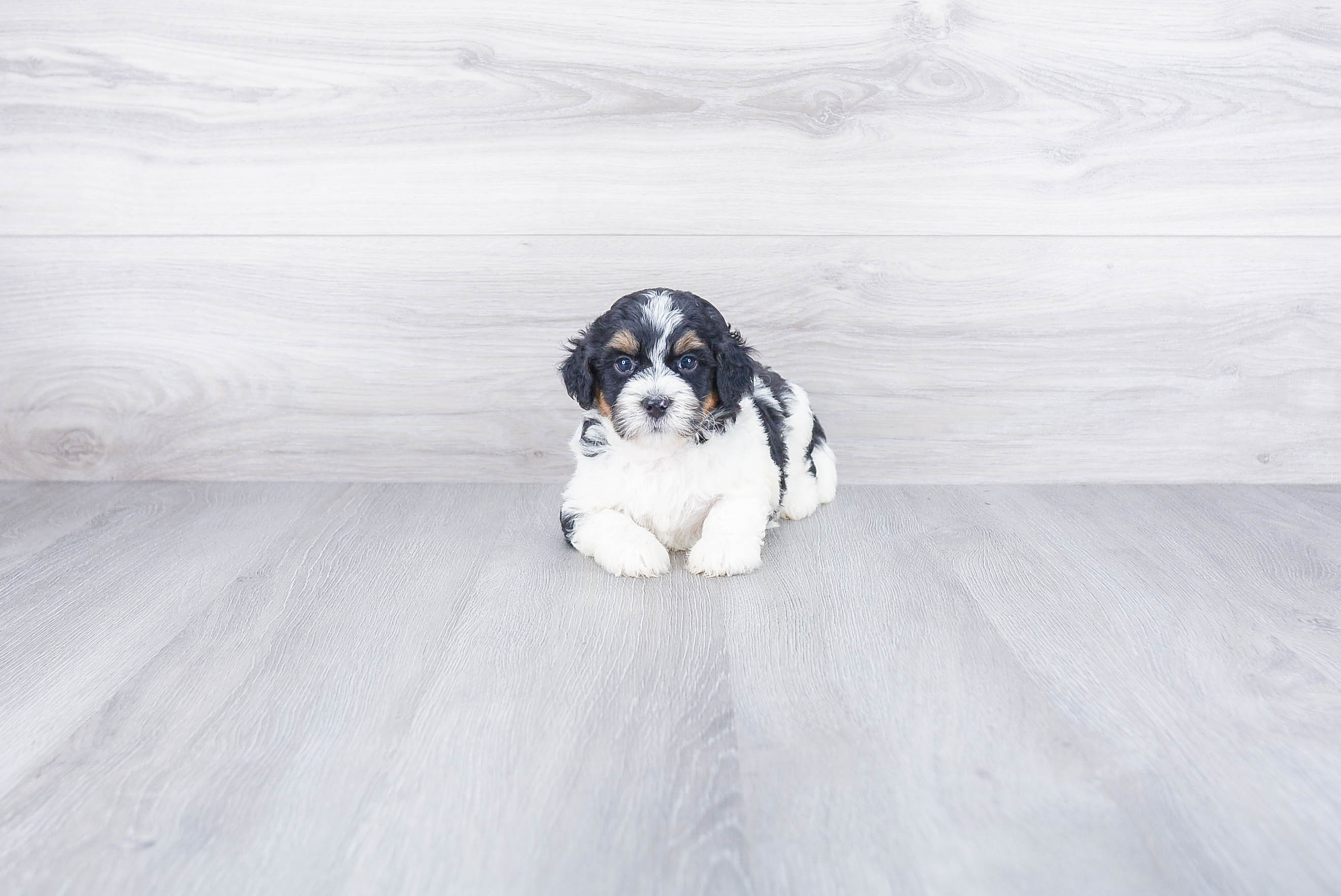 Friendly Mini Bernedoodle Baby
