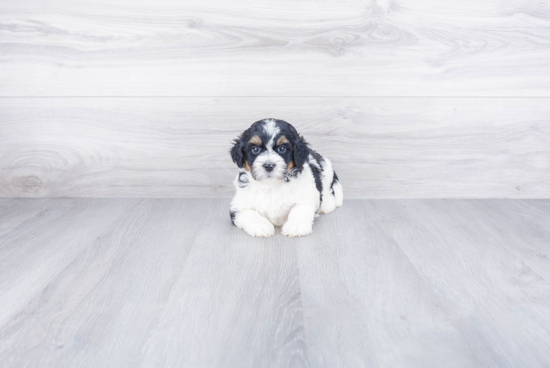 Friendly Mini Bernedoodle Baby