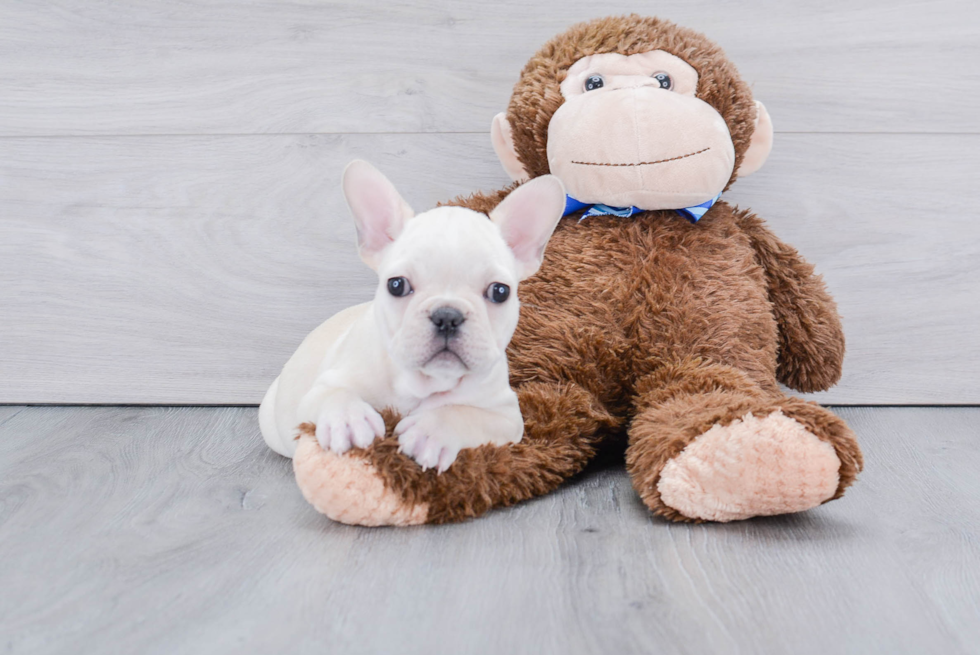 Playful French Bulldog Baby