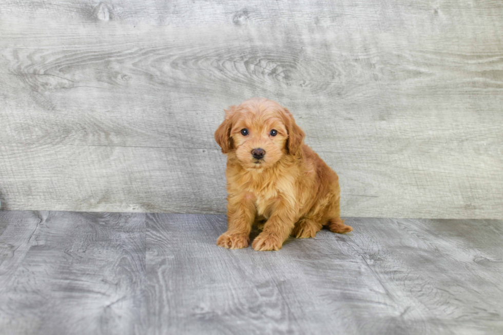 Friendly Mini Goldendoodle Baby