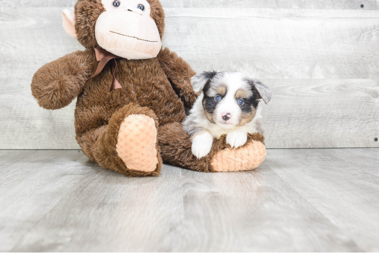 Sweet Mini Aussiedoodle Baby