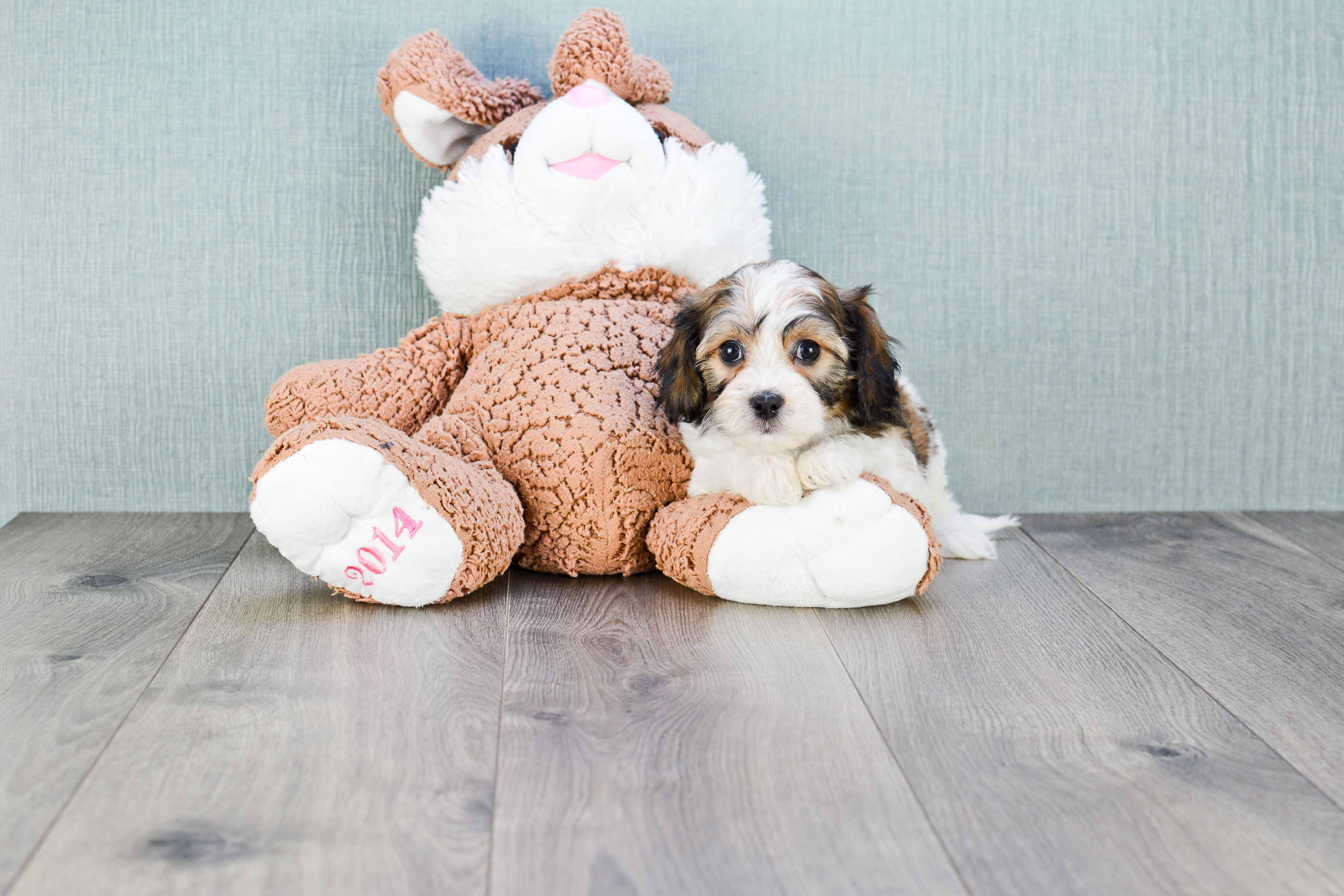 Cavachon Pup Being Cute