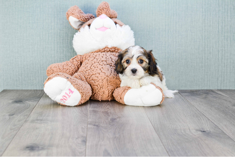 Cavachon Pup Being Cute