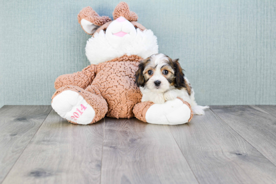 Cavachon Pup Being Cute