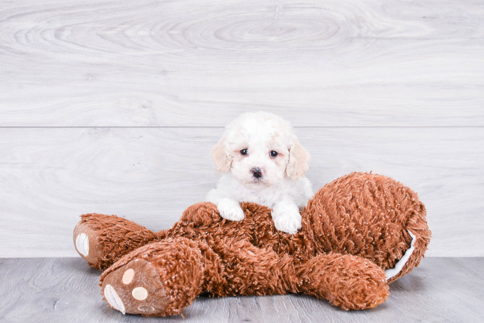 Cockapoo Puppy for Adoption