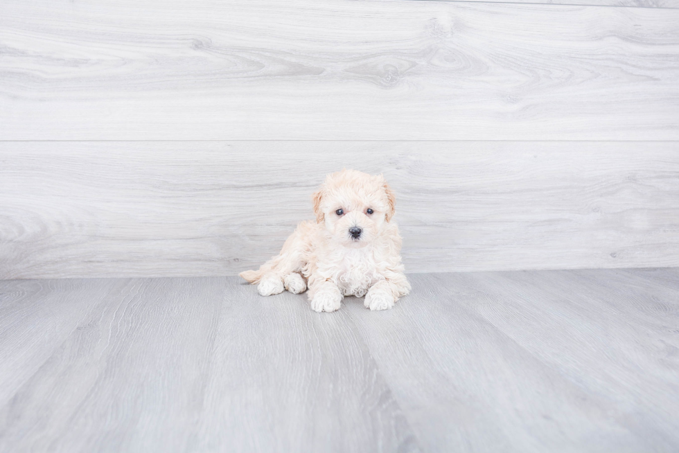 Adorable Maltepoo Poodle Mix Puppy