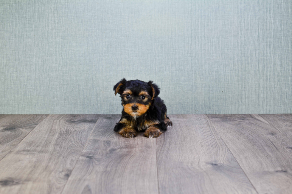 Meet Bella - our Yorkshire Terrier Puppy Photo 