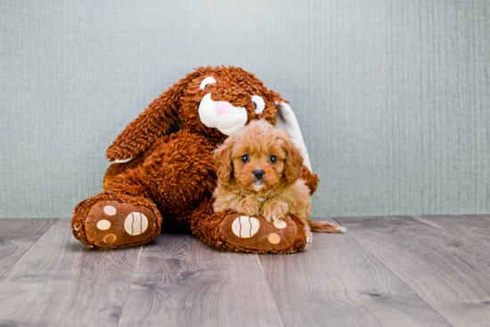 Best Cavapoo Baby