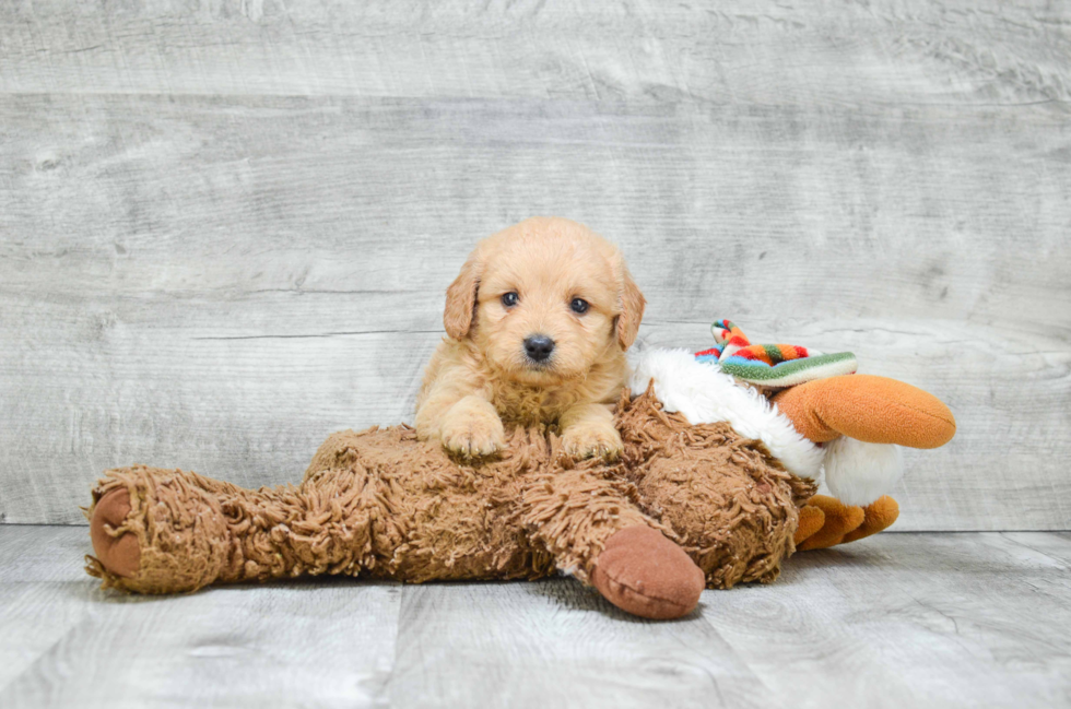 Happy Mini Goldendoodle Baby