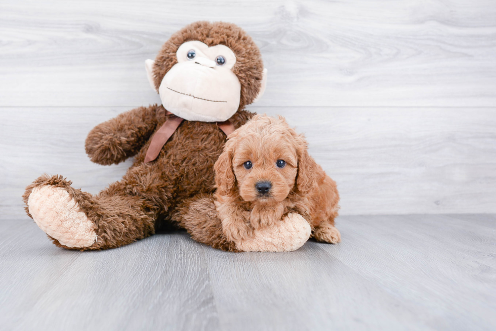 Cockapoo Pup Being Cute