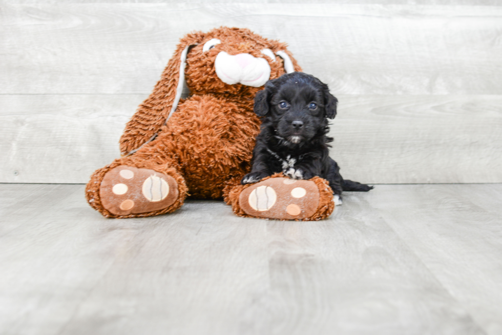 Adorable Havanese Purebred Puppy