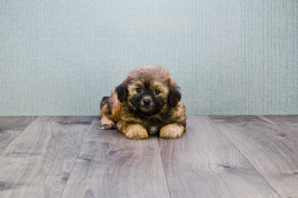 Fluffy Teddy Bear Designer Pup