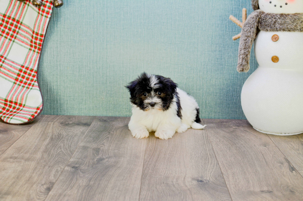 Popular Havanese Purebred Pup