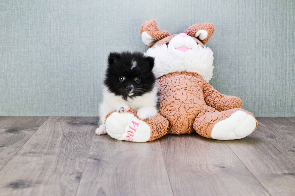 Pomeranian Pup Being Cute