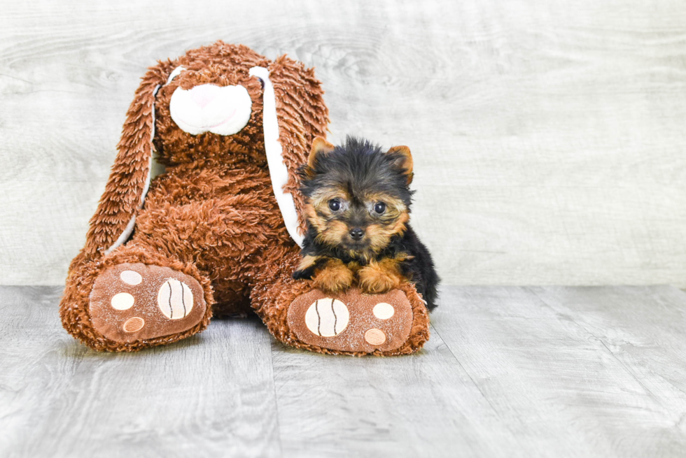 Meet Tinkerbell - our Yorkshire Terrier Puppy Photo 