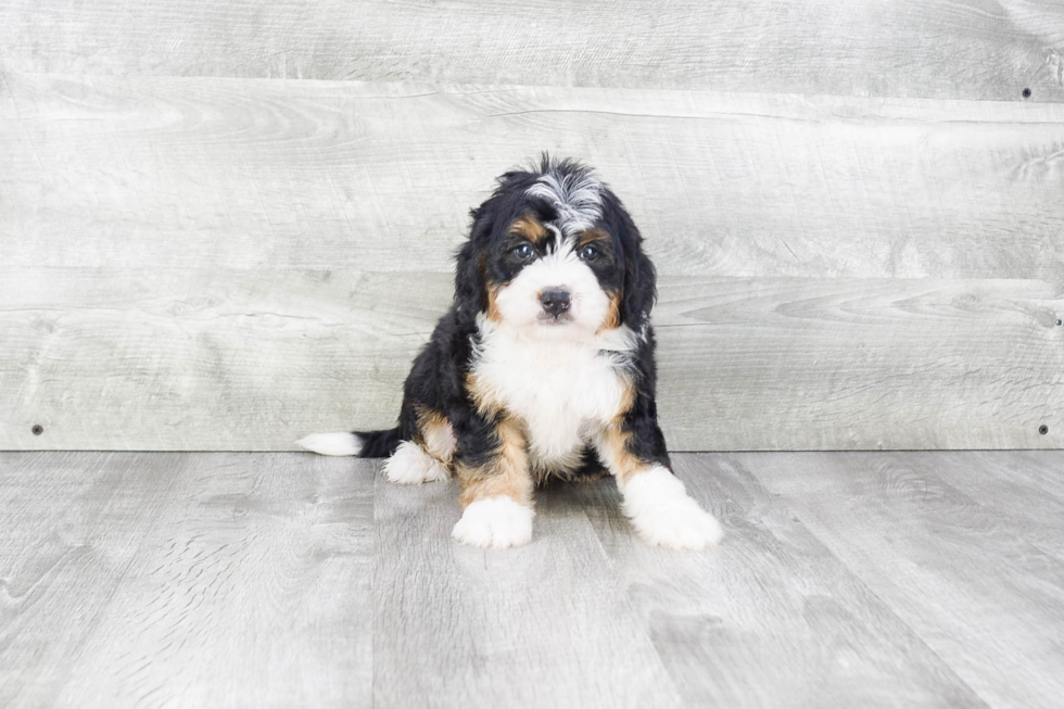 Best Mini Bernedoodle Baby