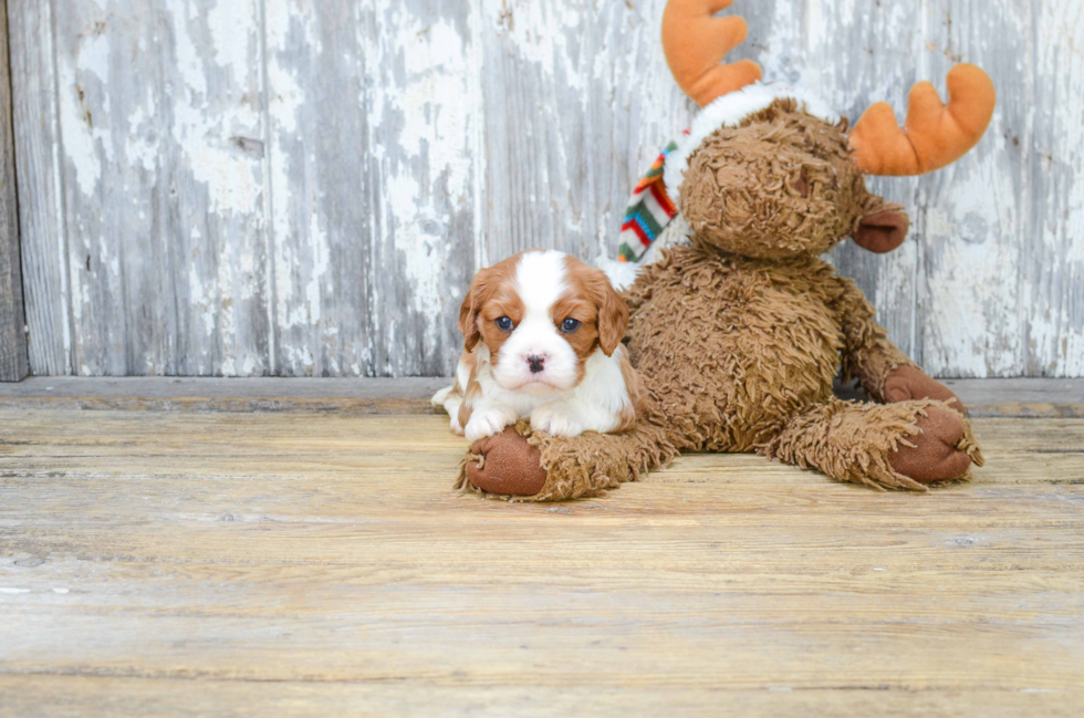 Fluffy Cavalier King Charles Spaniel Purebred Puppy