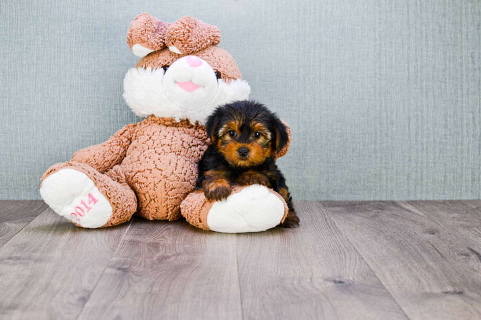 Meet Izzie - our Yorkshire Terrier Puppy Photo 