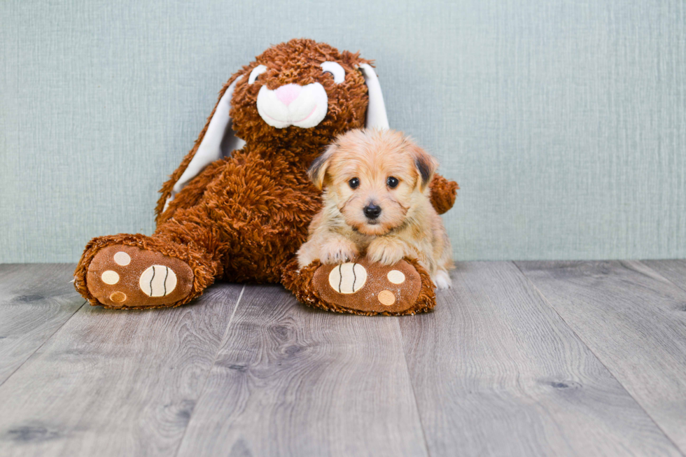 Morkie Pup Being Cute
