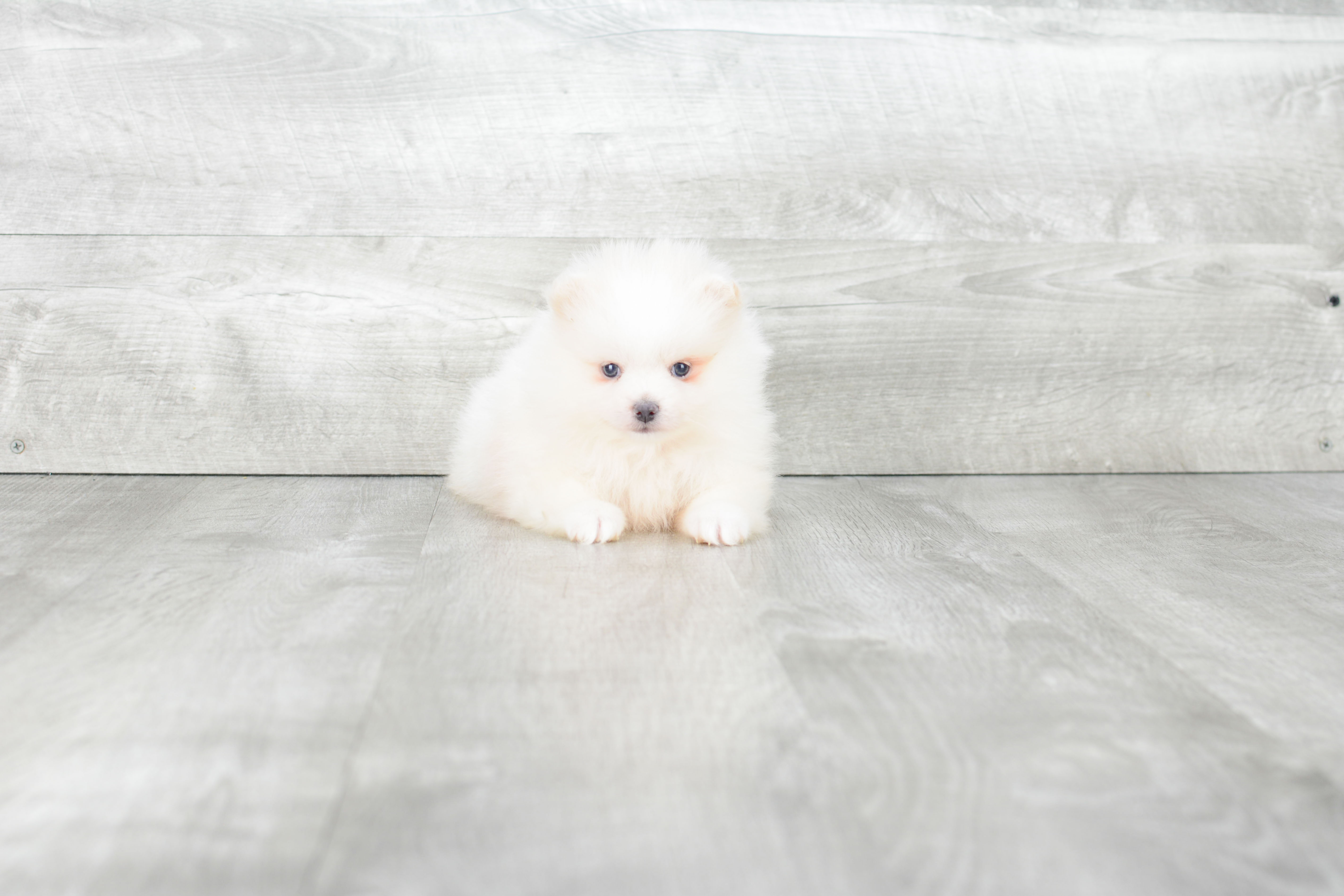 Best Pomeranian Baby