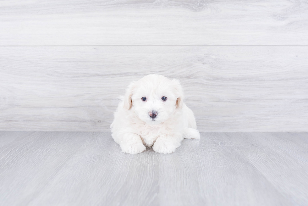 Energetic Maltese Poodle Poodle Mix Puppy