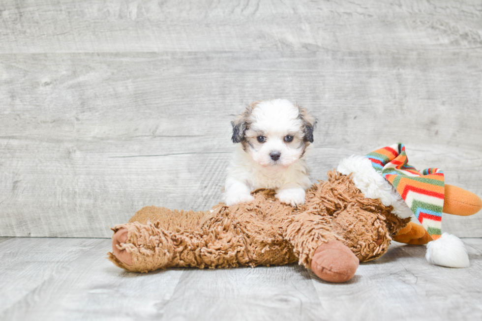 Sweet Teddy Bear Baby