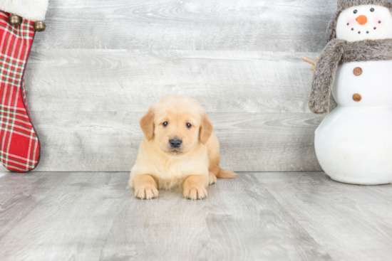 Cute Golden Retriever Mix Pup