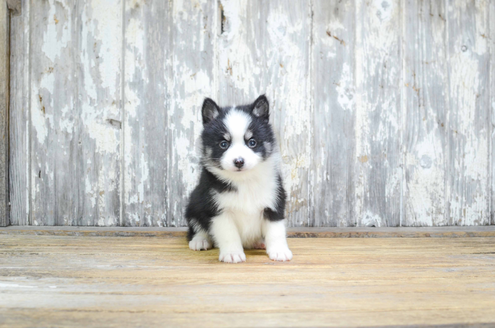 Sweet Pomsky Baby