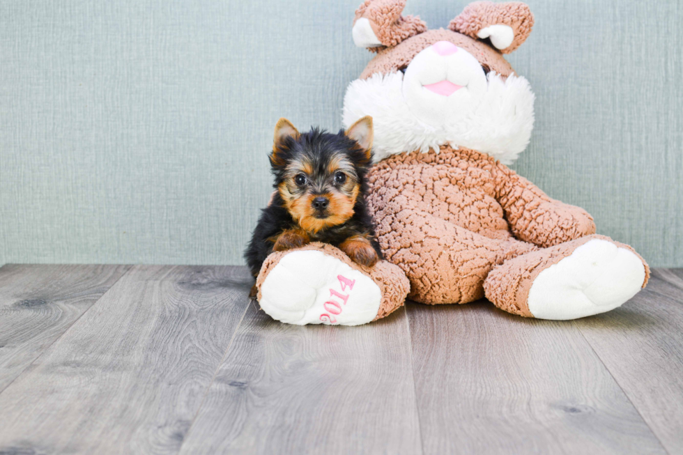 Meet Tinkerbell - our Yorkshire Terrier Puppy Photo 