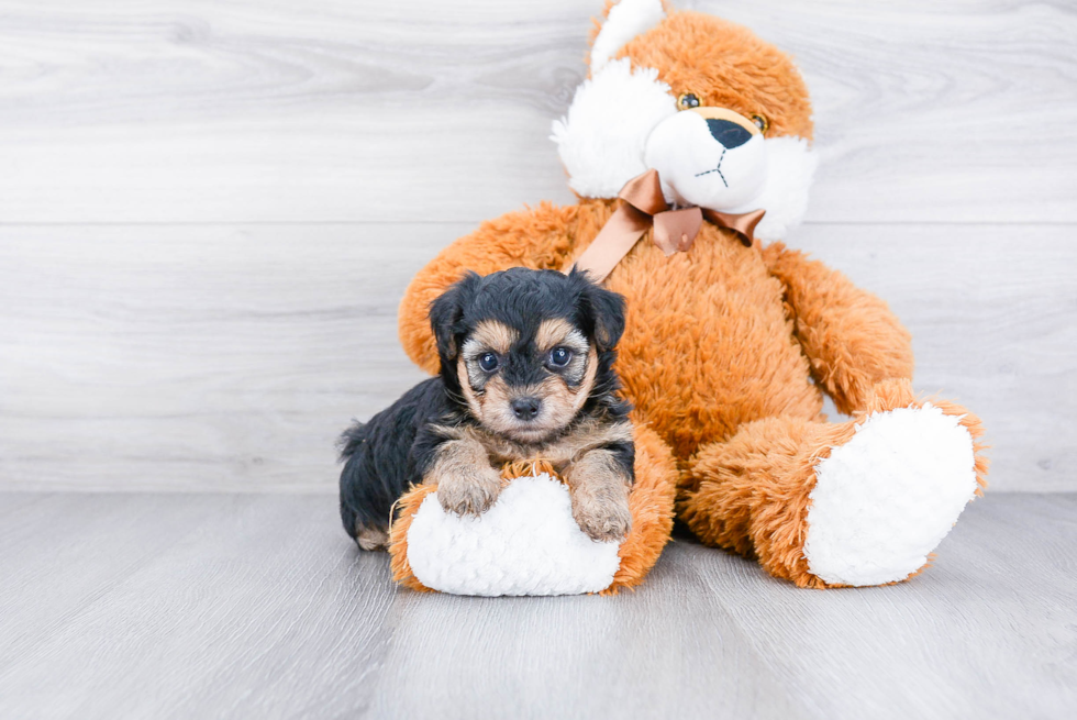 Sweet Morkie Baby