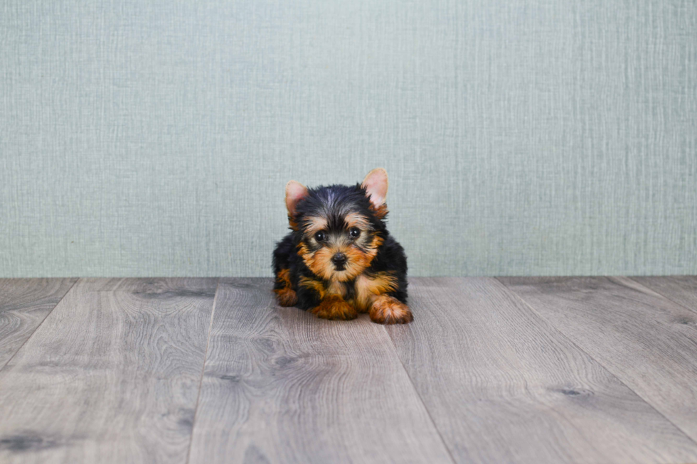 Meet Giselle - our Yorkshire Terrier Puppy Photo 