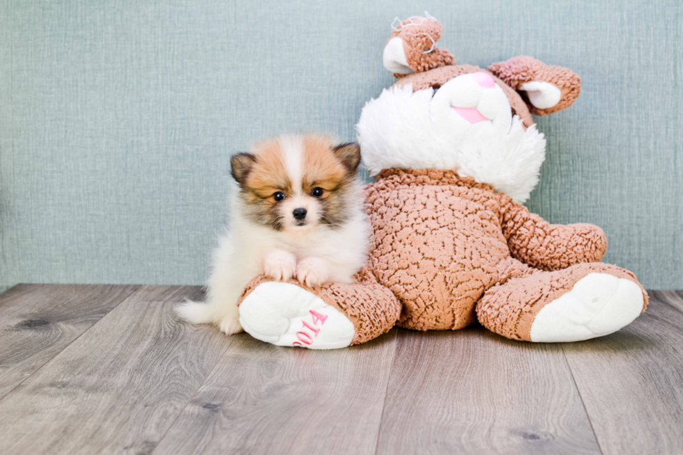 Hypoallergenic Pomeranian Baby