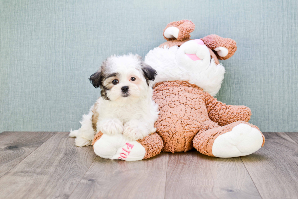 Friendly Teddy Bear Baby