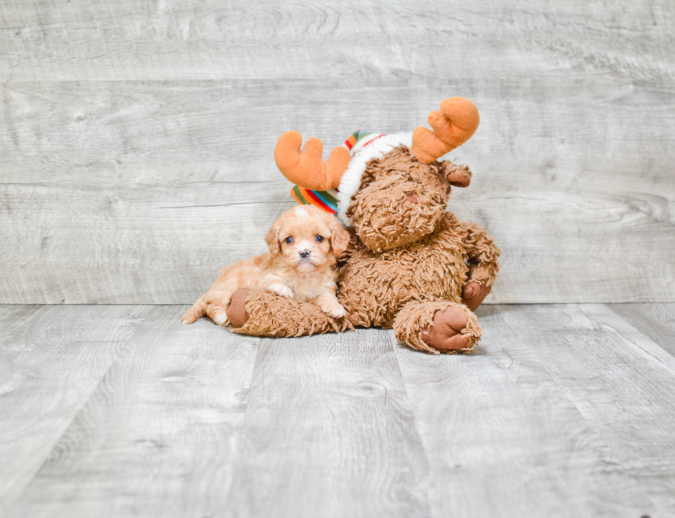 Cavapoo Puppy for Adoption