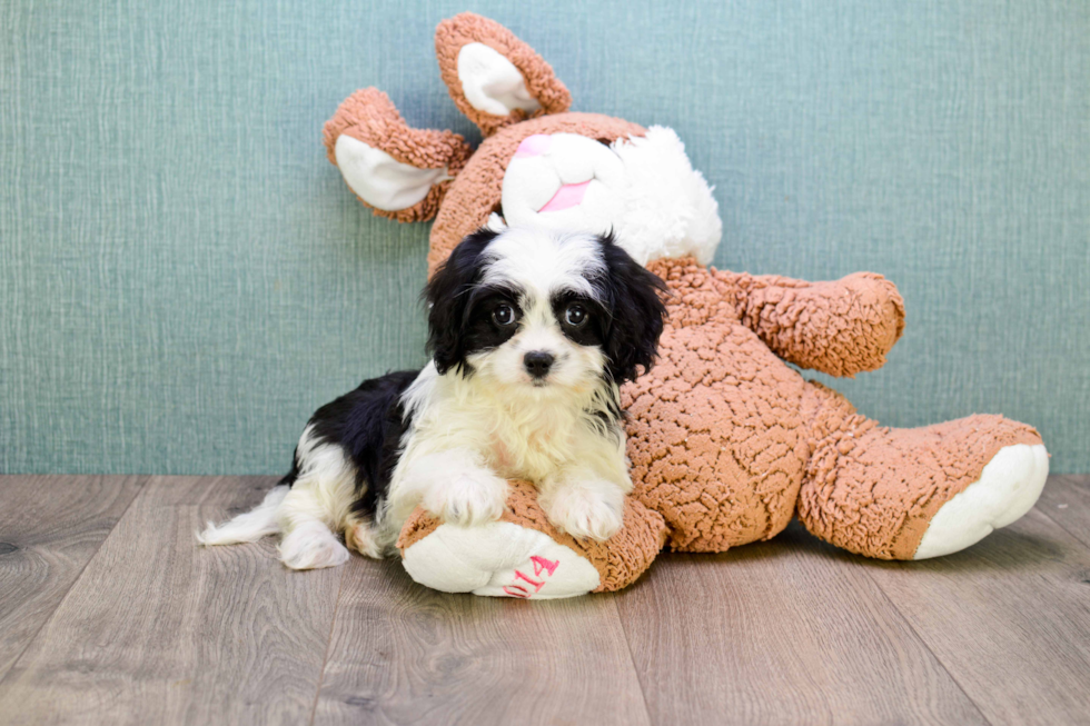 Petite Cavachon Designer Pup