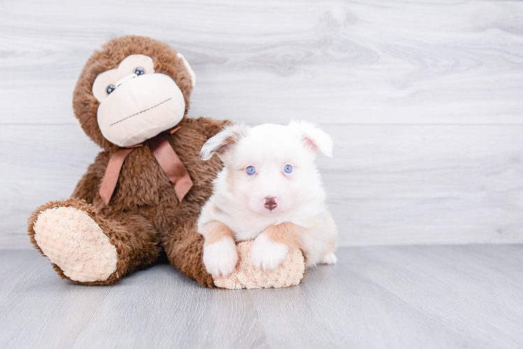 Best Mini Aussiedoodle Baby